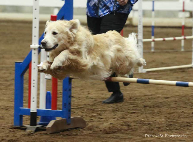 brooke agility jump side