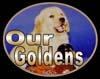 golden retrievers, golden retriever breeder, golden retriever puppies, lyric goldens, Our Goldens