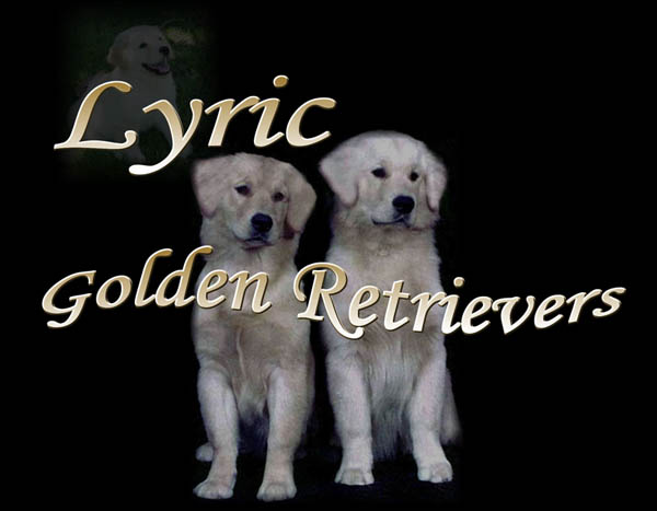 golden retrievers, golden retriever breeder, golden retriever puppies, lyric goldens, logo